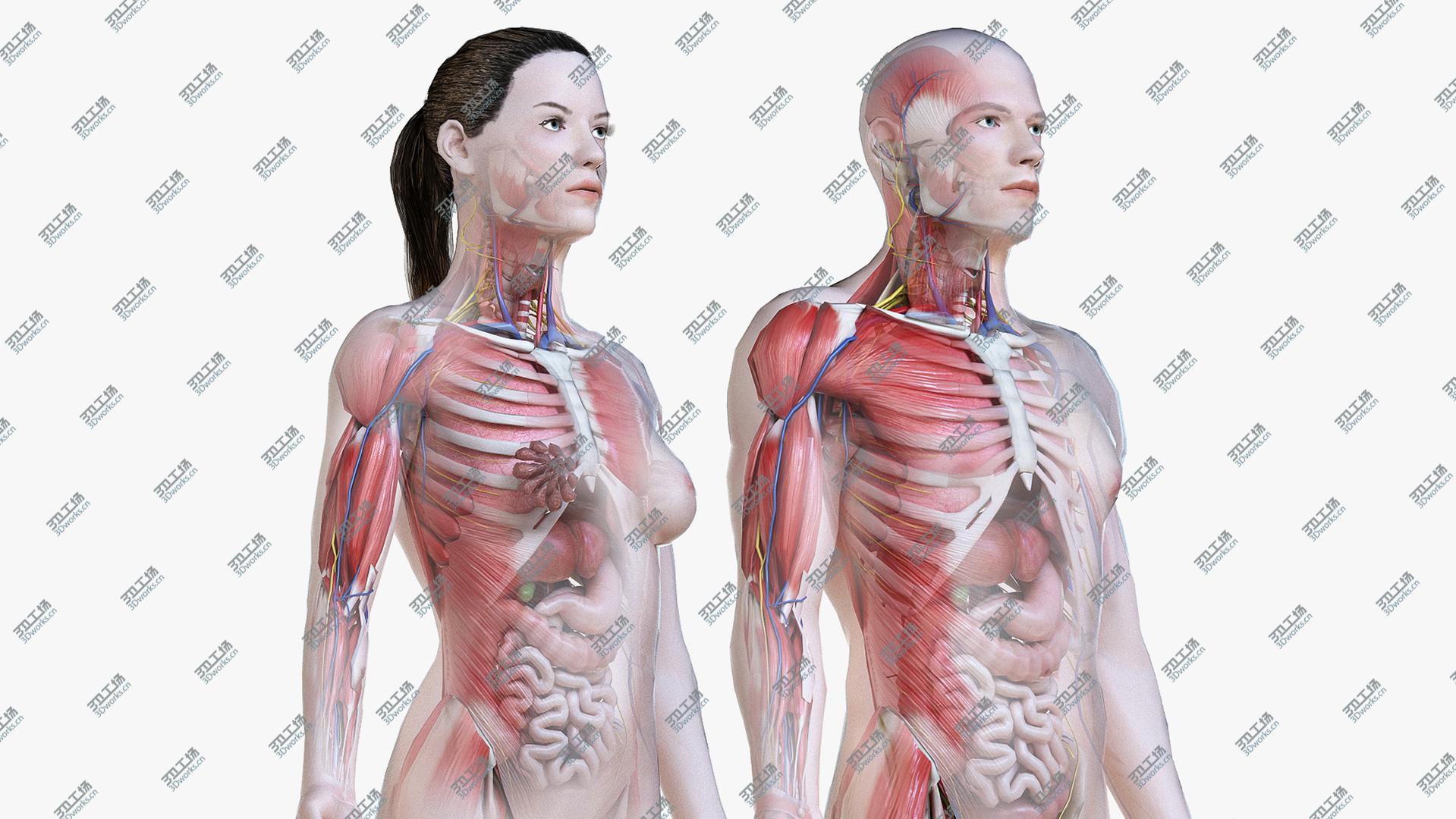 images/goods_img/20210113/3D Full Male And Female Anatomy Low Poly Set/2.jpg